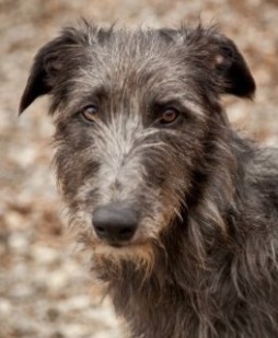 Scottish Deerhound