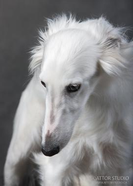 Chinese Crested