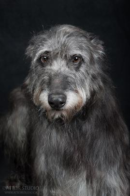 Scottish Deerhound