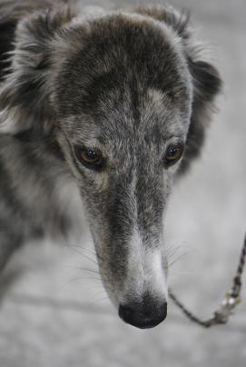 Chinese Crested